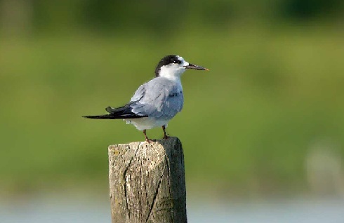 ARTICOLI