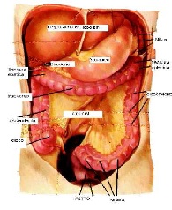 epatologia