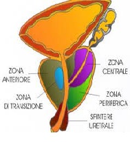 prostata