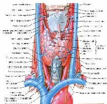tiroide
