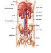urogenitale